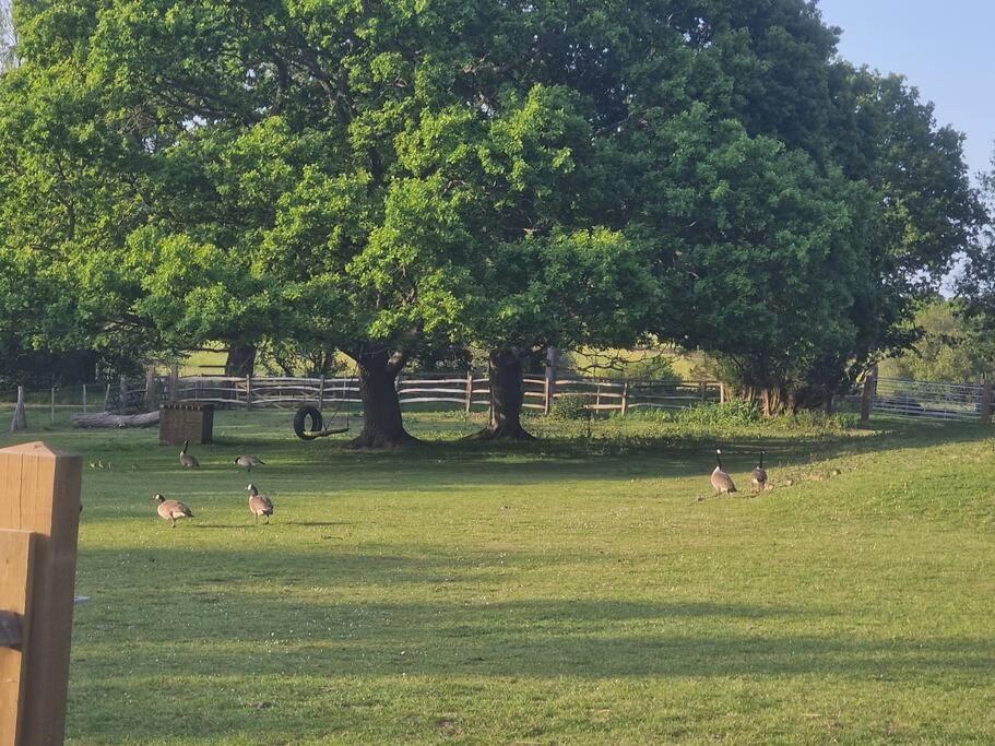Country Retreat Near Sea And South Downs, On National Cycle Network Appartement Polegate Buitenkant foto